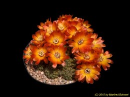 Sulcorebutia tarabucoensis HS125a 1244
